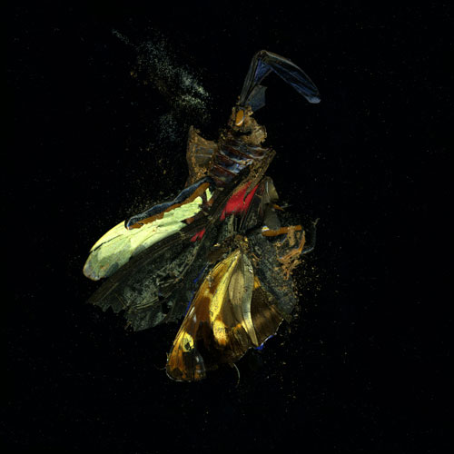 Mat Collishaw. Insecticide 18, 2009. C-type photograph, 182 x 182 cm. Courtesy of the artist and Blain|Southern.