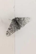 Nat Faulkner, Untitled (Biston betularia), 2026 (detail). Silver gelatin print on plywood panel, aluminium tape, white paint. Installation view, Nat Faulkner: Strong water, Camden Art Centre, London. Courtesy of the artist and Brunette Coleman. Photo: Rob Harris.