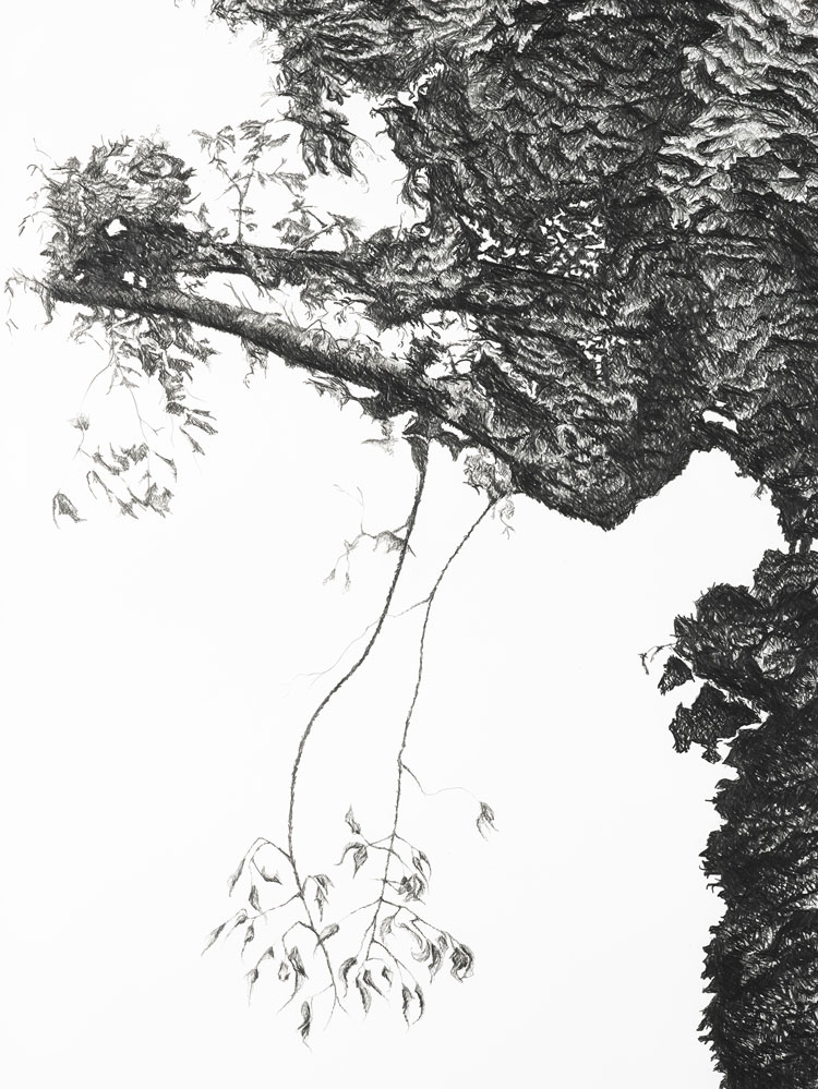 Kate Atkin. ‘...back to the earliest beginnings of the world, when vegetation rioted on the earth...’ [Horse Chestnut (Aesculus Hippocastanum)], 2005 (detail). Pencil on paper, 201 x 118 cm. © the artist.