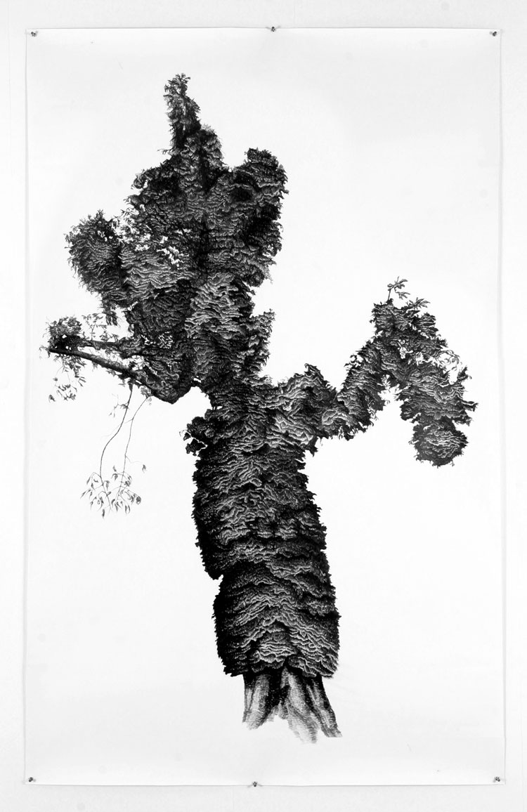 Kate Atkin. ‘...back to the earliest beginnings of the world, when vegetation rioted on the earth...’ [Horse Chestnut (Aesculus Hippocastanum)], 2005. Pencil on paper, 201 x 118 cm. © the artist.