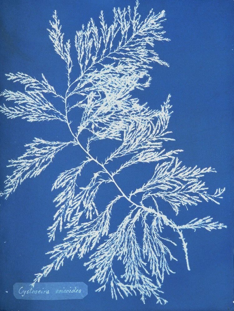 Anna Atkins, Cystoseira ericoides from Photographs of British Algae, Cyanotype Impressions Volume 1 Cyanotype. Public Domain.