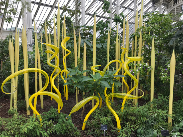 Dale Chihuly. Yellow Herons and Reeds, blown glass, 2019. Royal Botanic Gardens, Kew, London 2019. Photo: Anna McNay.