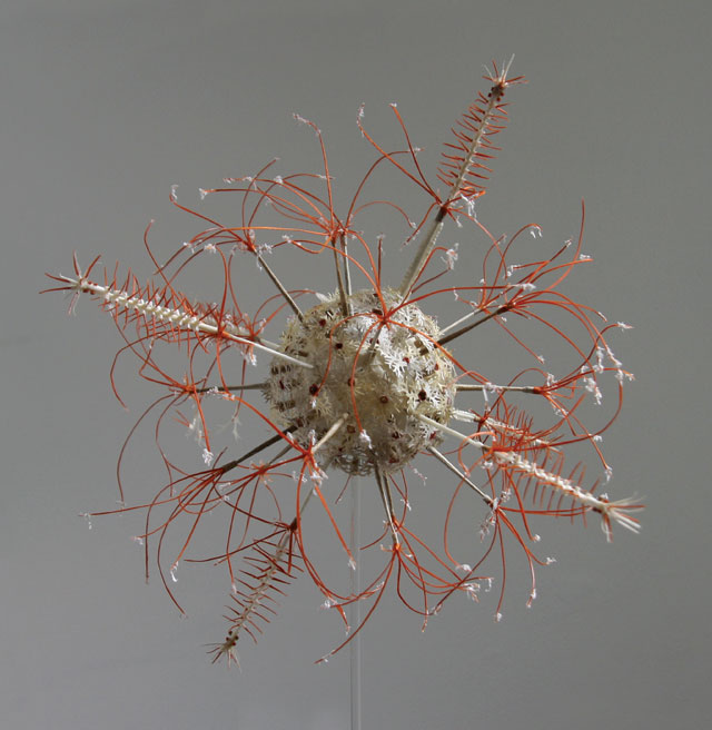 Laura Youngson Coll. Haeckel II, 2015. Vellum, dyed vellum, armature, approximately 35 cm diameter. Photograph: Laura Youngson Coll.