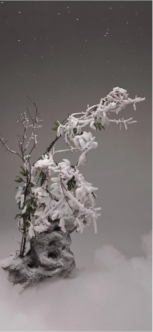 Qingsong Wang. Frosted Peony, 2003. Type C-print, 50x110cm. Courtesy of the artist.