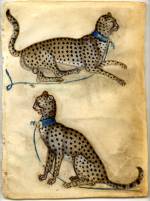 Anon Lombard. <em>Two cheetahs</em>, 1400-10. Bodycolour and watercolour on vellum. A fine example of a model book drawing from north Italy where useful animal poses would be collected together as a storehouse for embellishing paintings and manuscripts. Copyright the Trustees of the British Museum.