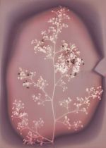 Joy Gregory, Schinus Molle (California Pepper Tree)
from the series The Invisible Life Force of Plants, 2020. Lumen print. © Joy Gregory.