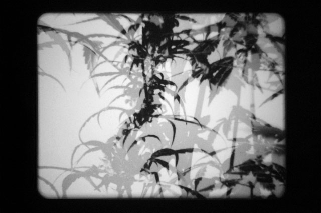Joachim Koester. The Hashish Club, 2009. 16mm film, animation, black and white, silent 6 min 6 sec, film still. Courtesy the artist and Galleri Nicolai Wallner, Denmark.