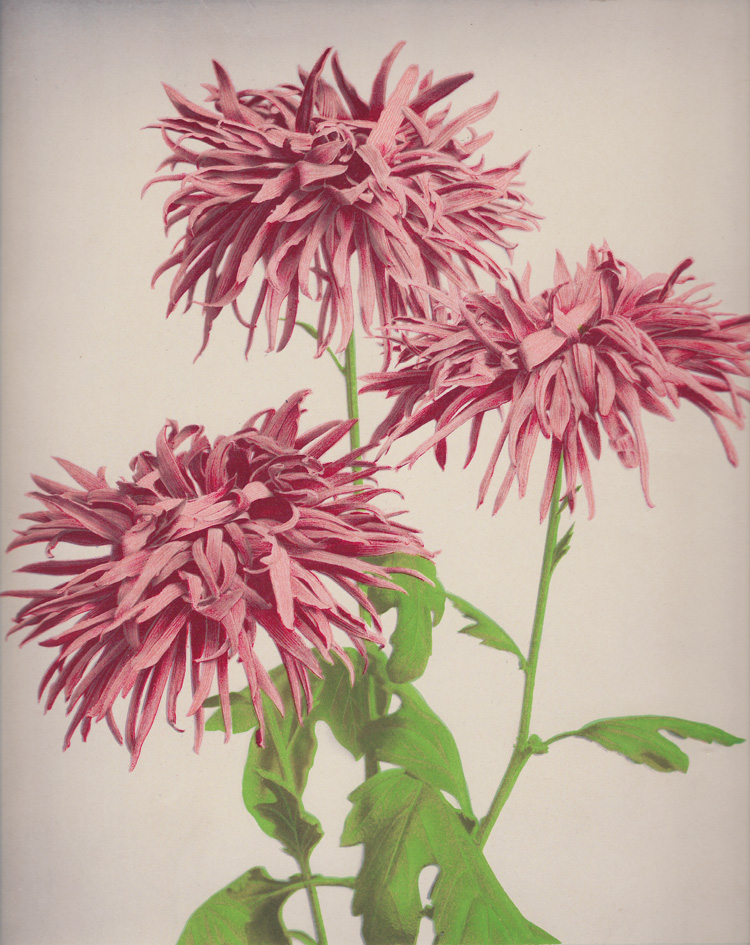 Kazumasa Ogawa, Chrysanthemum from Some Japanese Flowers, c1894. Photo copyright Dulwich Picture Gallery.
