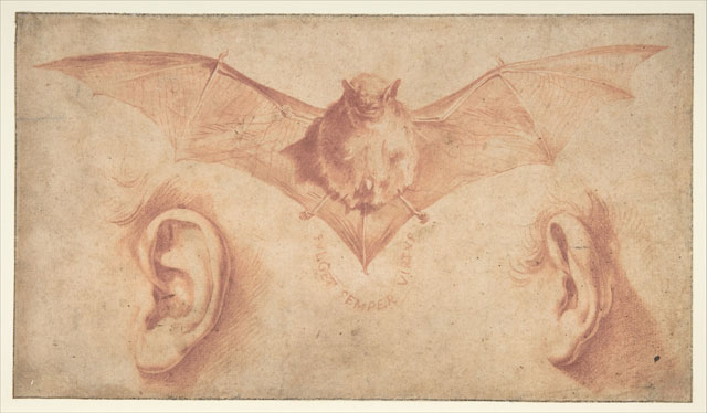 Jusepe de Ribera, A Bat and Two Ears, early 1620s. Red chalk, brush and red wash,
15.9 x 27.9 cm. The Metropolitan Museum of Art, Rogers Fund, 1972. Photo: © 2018. Image copyright The Metropolitan Museum of Art/Art Resource/ Scala, Florence.