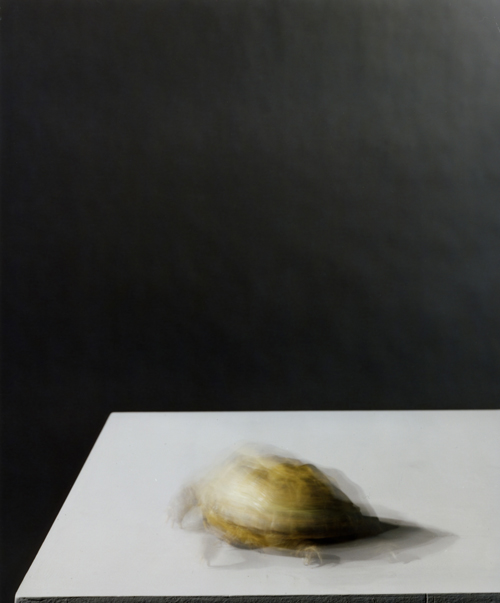 Olivier Richon. <em>Portrait of a tortoise in motion</em>, 2008. C-type print, 90 x 74 cm.