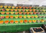 Rashida Hanif, Colourful Fruit in Strawberry Garden. © Rashida Hanif.