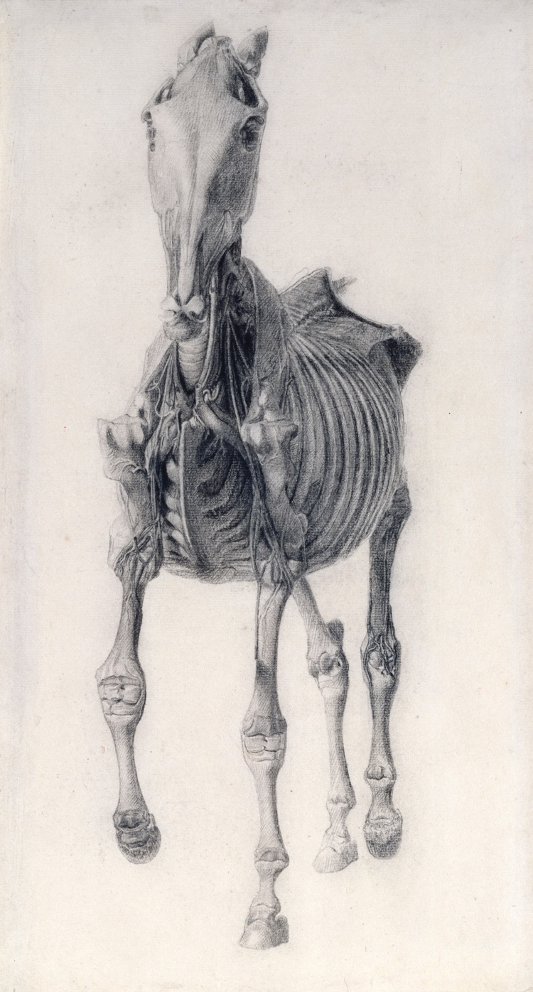 George Stubbs, Finished study for The Tenth Anatomical Table of the Muscles ... of the Horse, 1756-58. Pencil, 35.5 x 19.5 cm. © Royal Academy of Arts, London.
