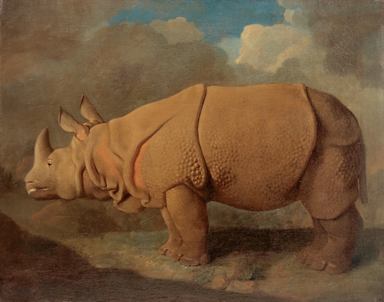 George Stubbs, Rhinoceros, c1790–92. Oil on canvas. © Royal College of Surgeons of England.