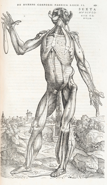 Illustration of the muscles of the torso in Isagogae breves. Dissected and probably drawn by Jacopo Berengario da Carpi, woodcut artist unknown. Published Bologna, 1523. © Royal College of Physicians. Photo: Mike Fear.